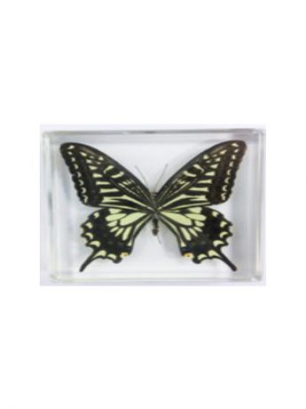 Склад Уникальных Товаров В Мире Насекомых "Бабочки" Swallowtail