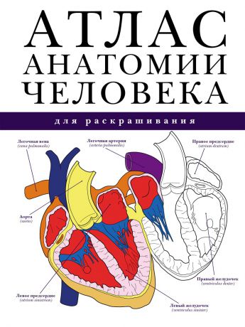 Издательство АСТ Атлас анатомии человека для раскрашивания