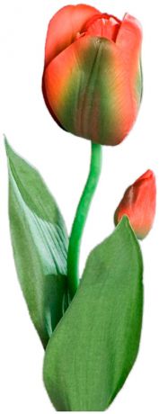 Homereligion Тюльпан красно-зеленый