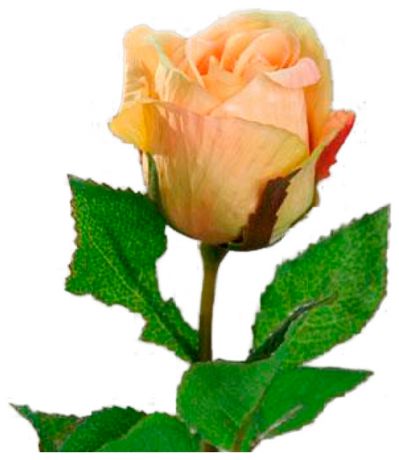 Homereligion Роза чайная 21030200 роз