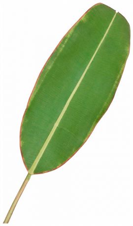 Taiwai Tr 607m банановый лист