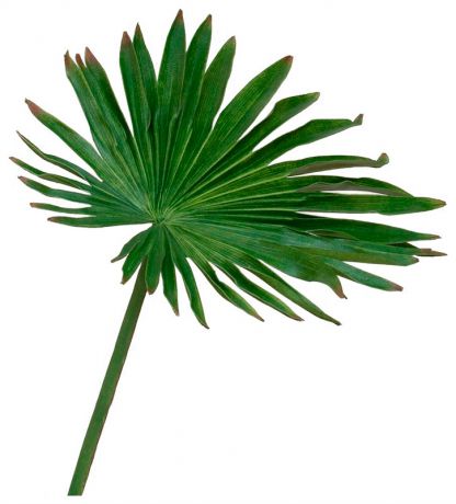 Taiwai Tr 610 пальмовый лист