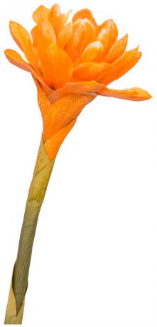 Taiwai Tr 559b бутон цветка имбиря