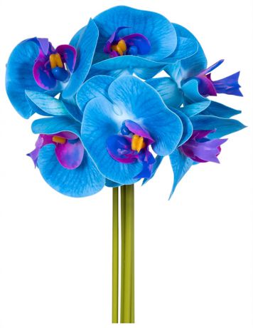 Homephilosophy Букет из орхидей голубой 25 см, 131239-3