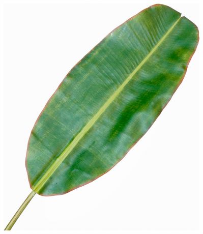 Taiwai Tr 607l банановый лист