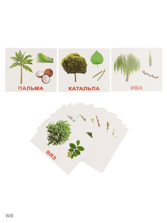 Наборы карточек Вундеркинд с пеленок Набор обучающих карточек "Деревья"