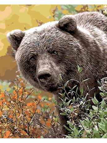 Наборы для рисования Цветной Раскраски по номерам Бурый медведь