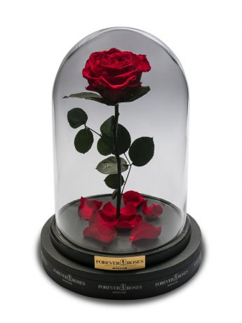Цветы стабилизированные FOREVER ROSES MOSCOW Роза в колбе