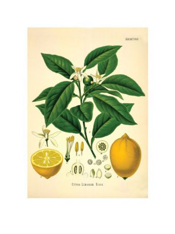 Плакаты Даринчи Плакат "Ботаника"
