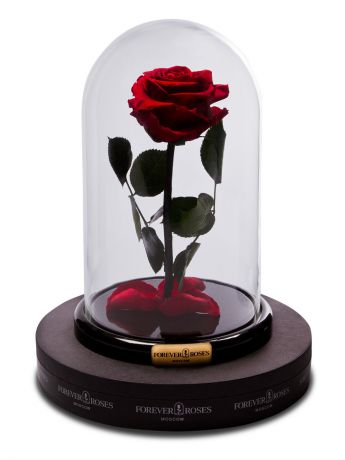 Цветы стабилизированные FOREVER ROSES MOSCOW Роза в колбе мини, прямой стебель, цвет бордовый