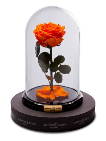 Цветы стабилизированные FOREVER ROSES MOSCOW Роза в колбе мини, прямой стебель, цвет оранжевый