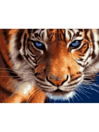 Наборы для рисования Цветной Картины по номерам Взгляд тигра