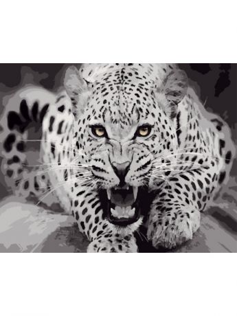 Наборы для рисования Цветной Картины по номерам Пятнистый леопард