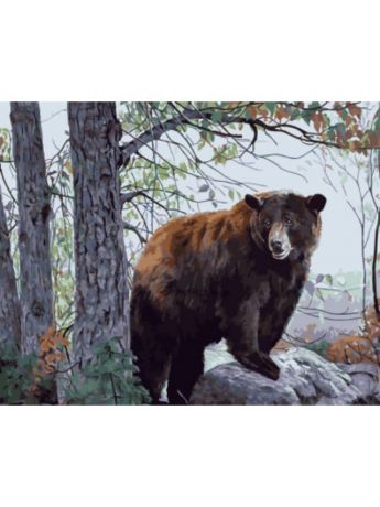 Наборы для рисования Цветной Картины по номерам Бурый медведь
