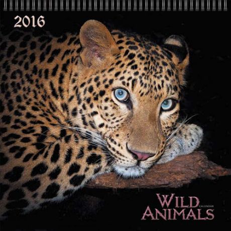 Календарь на 2016г. Дикие животные 36*34см на спирали