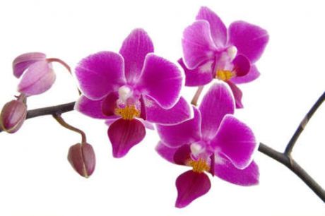 Отдушка косметическая Орхидея 10гр.