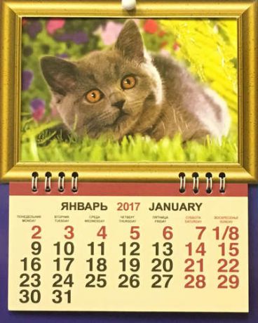 Календарь, Каро, фоторамка на 2017г Животные Котёнок 165*210мм 1 блок на спирали
