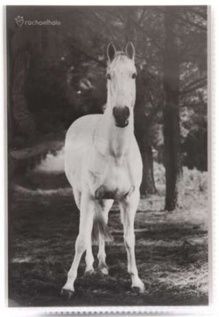 Фотоальбом 36 фото 10*15см PIONEER Animals black and white, лошадь