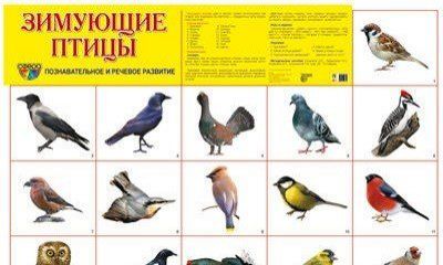 Зимующие птицы: демонстрационный плакат. А2