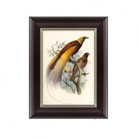 Картины, постеры, гобелены, панно Картины в Квартиру Картина Большая Райская Птица (25х33 см)