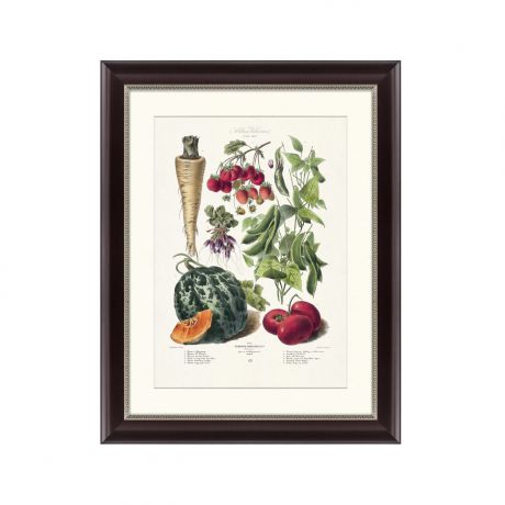 Картины, постеры, гобелены, панно Картины в Квартиру Картина Vilmorin Andrieux & Cie, Альбом №30 (47х60 см)