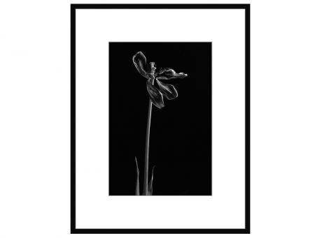 George Rouchin Photography Авторская арт-фотография "Dead Tulip #4"