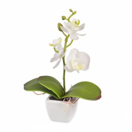 Декоративные цветы ENGARD, Орхидея в керамическом кашпо, 16 см