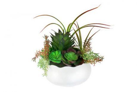 Декоративные цветы Суккуленты в керамической вазе