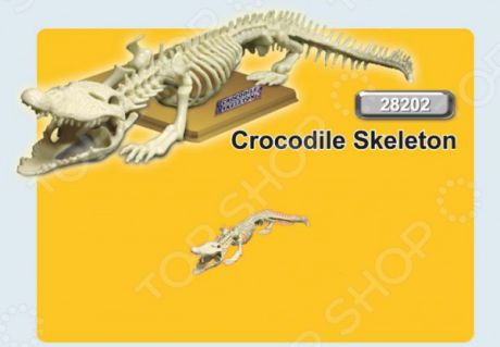 Наглядное пособие Eastcolight «Скелет крокодила»