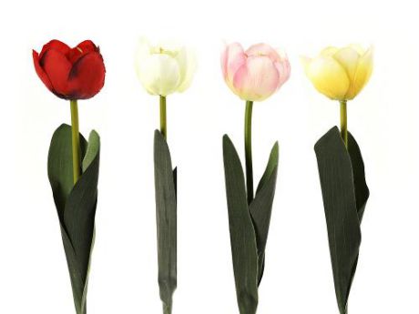 Декоративные цветы Gloria Garden, Тюльпан, 50 см