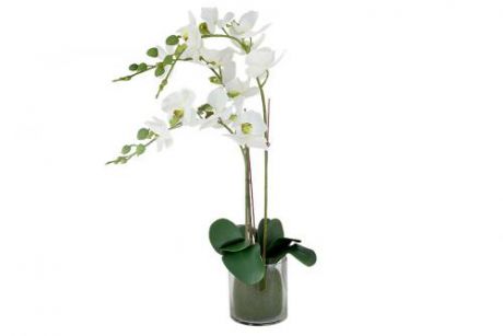 Декоративные цветы Орхидея белая в стеклянной вазе