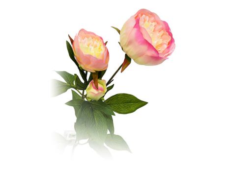 растение искусственное Пион ветвь 3 цветка нежно-розовый 72см