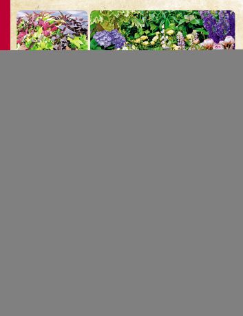 Наталья Петренко Цветы для любого цветника за один сезон. 80 самых популярных и редких растений для вашего сада