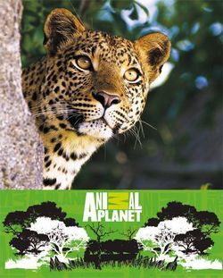Тетрадь, ACTION! "Animal Planet", А5, 80 листов, клетка, на гребне