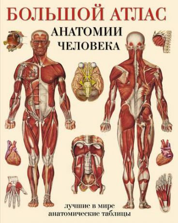 Большой атлас анатомии человека(в табл)