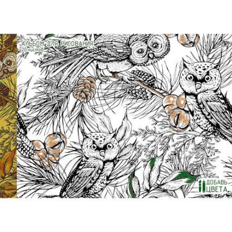 Альбом для рисования, 20л, А4, Эксмо, Серия, Совы в лесу (раскраска на обложке), на склейке