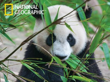 Пазл, Super 3D, National Geographic: Большая панда 500эл., 61*46см