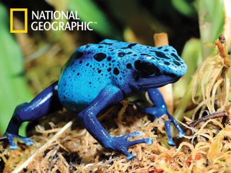 Пазл, Super 3D, National Geographic: Ядовитая лягушка 500эл., 61*46см