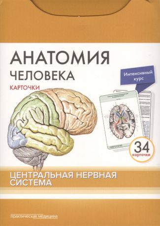 Сапин М., Николенко В., Тимофеева М. Анатомия человека Центральная нервная система 34 карточки