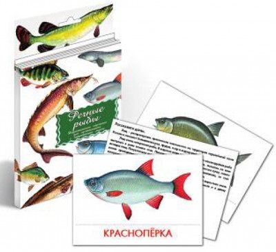 Речные рыбы Дидактические карточки для ознакомления с окружающим миром