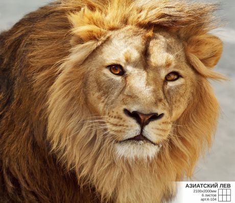 Фотообои Симфония "Азиатский лев", К-104, 210 х 200 см, 6 листов