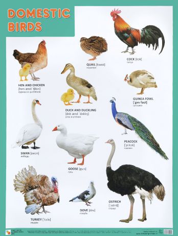 Domestic Birds / Домашние птицы. Плакат