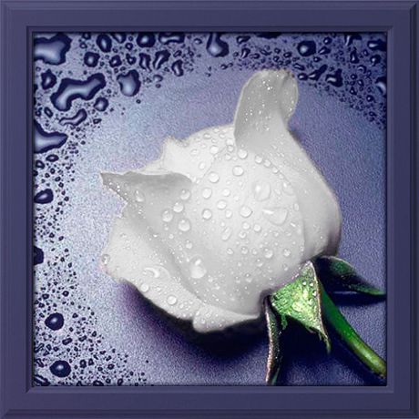 Картина стразами Алмазная Живопись "Белая роза" (АЖ-24), 16 цветов, 22х24 см