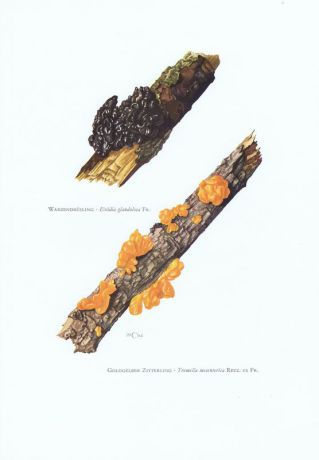 Гравюра Kronen-V Грибы. Дрожалка оранжевая, эксидия железистая. Офсетная литография. Германия, Гамбург, 1963 год