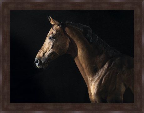 Картина Экорамка Гнедая лошадь