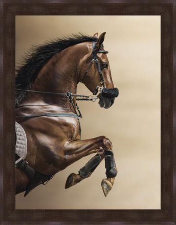 Картина Экорамка Лошадь на дыбах