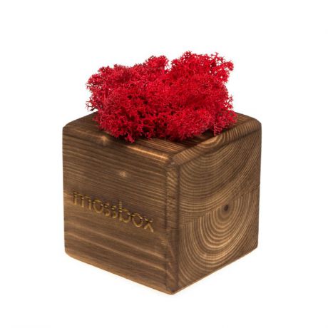 Сувенирный набор Эйфорд Композиция «Мох в интерьере «MossBox» fire red cube, красный