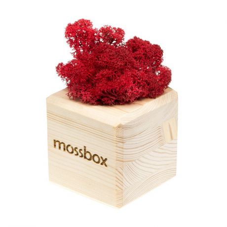 Сувенирный набор Эйфорд Композиция Мох в интерьере MossBox wooden red cube, бежевый, красный