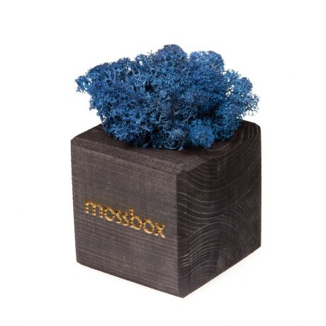 Сувенирный набор Эйфорд Композиция Мох в интерьере MossBox black blue cube, синий, черный