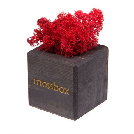 Сувенирный набор Эйфорд Композиция Мох в интерьере MossBox black red cube, красный, черный